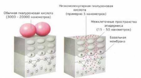 4.2._gialuronovay_kislota_--_kopiya.jpg 4.2._gialuronovay_kislota_--_kopiya.jpg