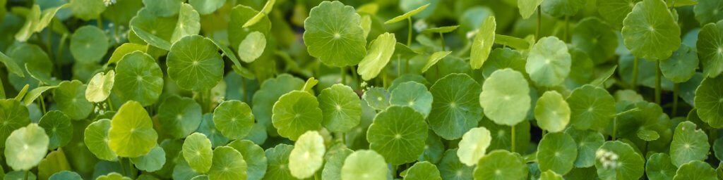 Центелла.jpg Центелла.jpg