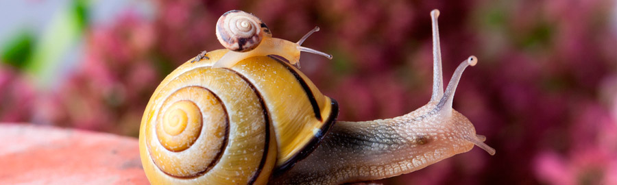 Косметика с муцином улитки от пигментных пятен 5.jpg