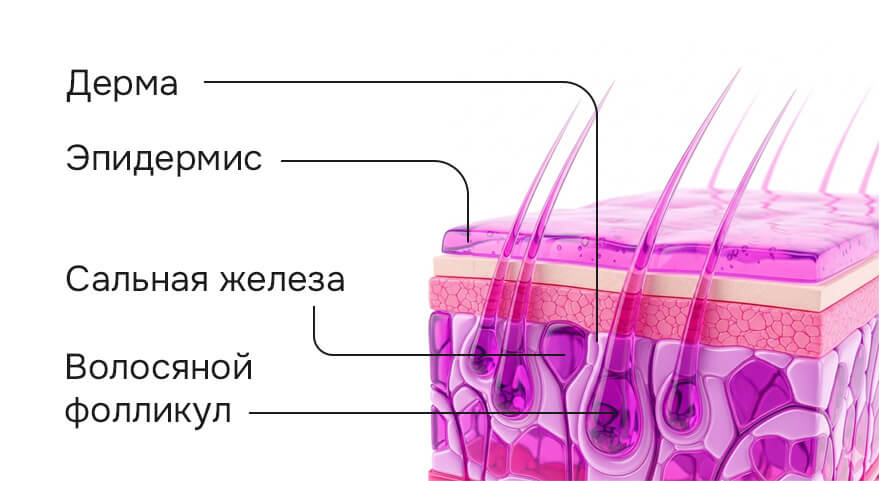 структура кожи.jpg структура кожи.jpg