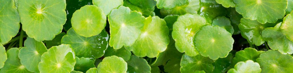 Центелла азиатская Центелла азиатская