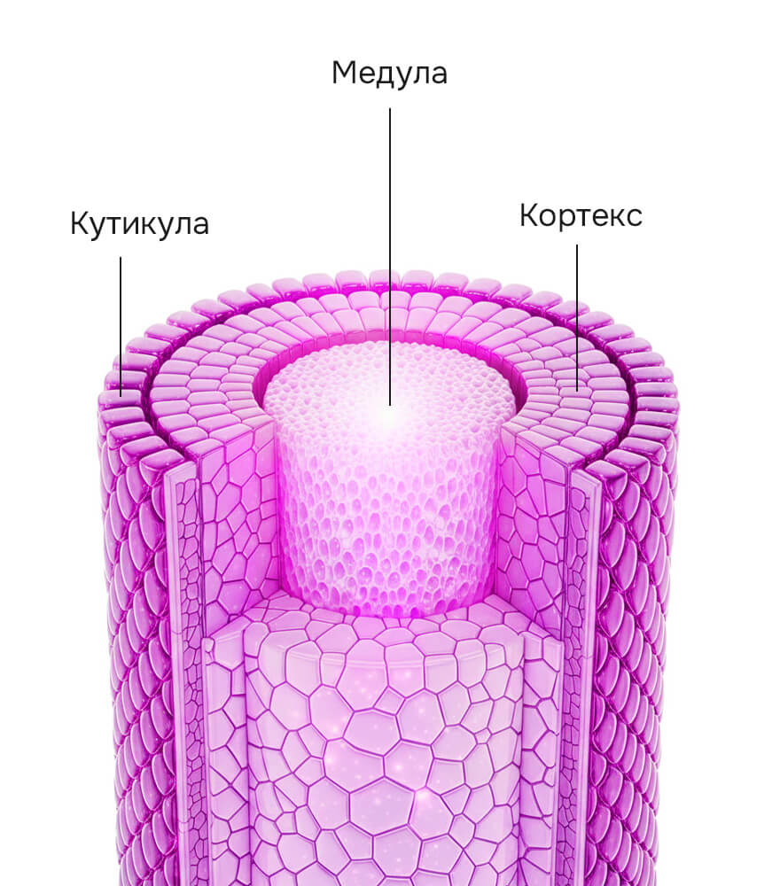 структура волоса 2.jpg структура волоса 2.jpg