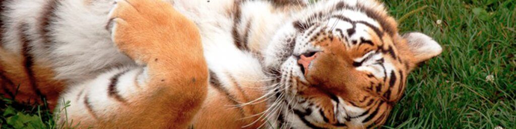 Тигр.jpg Тигр.jpg